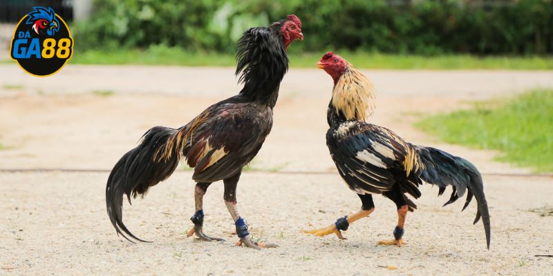 Gà có đòn cáo không né tránh theo bản năng