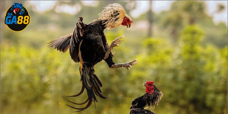 Hiểu nhất thủ nhì vĩ là gì trong đá gà rất quan trọng