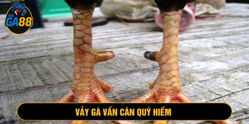 Vảy gà vấn cán có hình bán nguyệt, xếp liên tiếp nhau