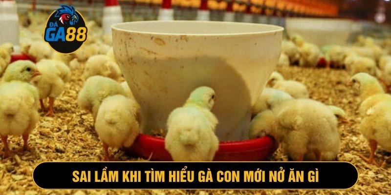 Tìm hiểu gà con mới nở ăn gì và sai lầm cần tránh để đảm bảo gà phát triển tốt