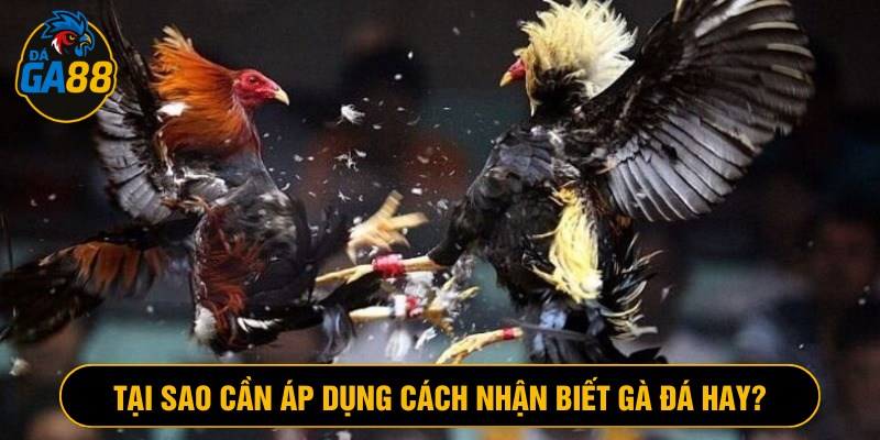 Áp dụng cách nhận biết gà đá hay lựa chọn hiệu quả