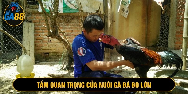 Cách nuôi gà đá bo lớn chuẩn sẽ giúp chiến kê trâu, khỏe