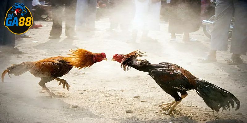 Không ít người liên tục mất tiền khi đá gà trực tuyến