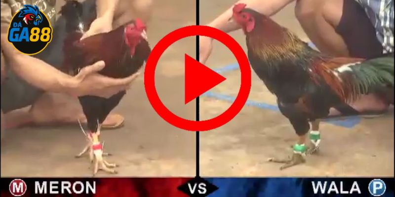 Lý do đá gà trên mạng luôn thua hiện nay có không ít