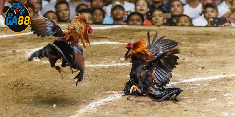 Có nhiều nguyên nhân tại sao đá gà trên mạng luôn thua