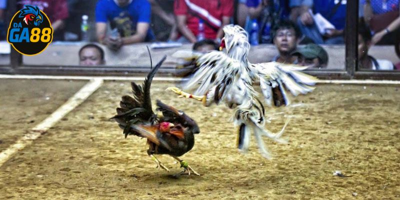 Tìm hiểu lý do thua để có cách chơi hiệu quả