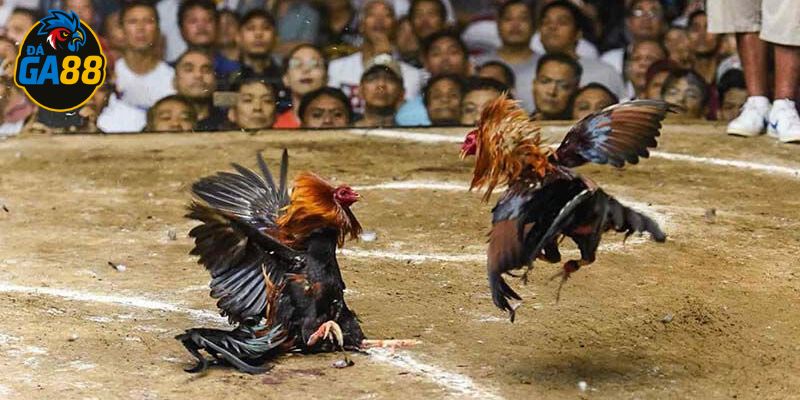 Tên các loại gà đá đều có điểm mạnh riêng