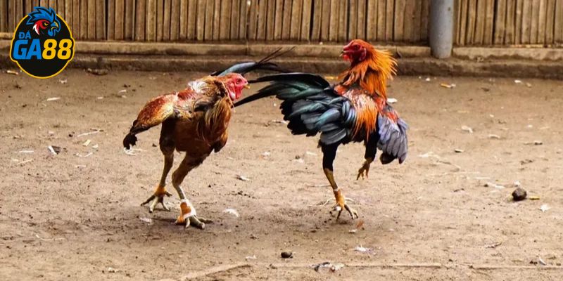 Nắm tên loại gà đá để áp dụng tiêu chí chọn giống chuẩn