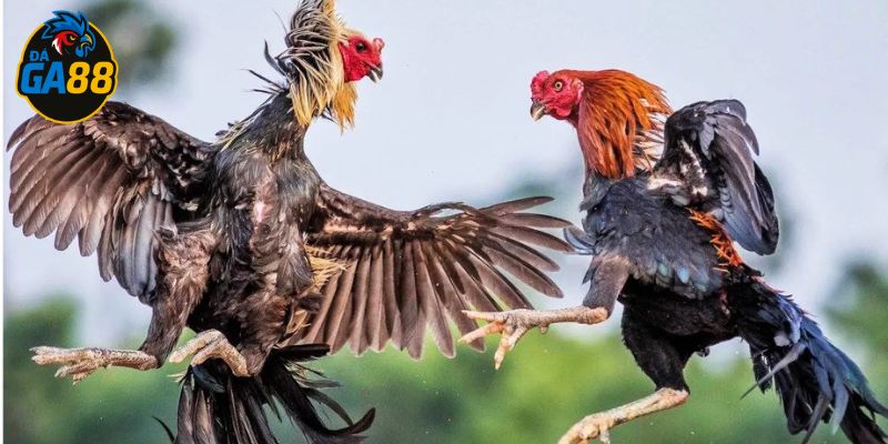 Không có chiến thuật nào đúng nếu thiếu kiểm soát tâm lý