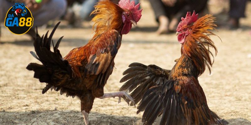 Người chơi phải giữ tỉnh táo sau khi thắng