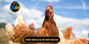 Thuốc nuôi gà đá tốt nhất hiện nay