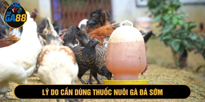 Thuốc nuôi gà đá là thần dược để chiến kê mạnh mẽ, đá khỏe