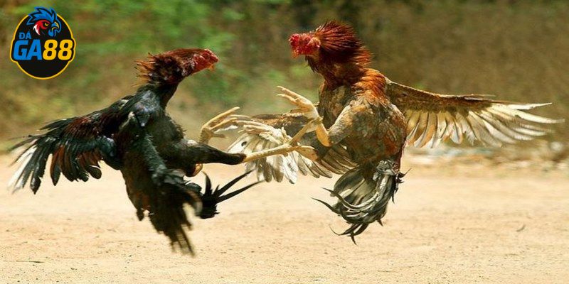 Thay đổi để gỡ lại khi cá cược