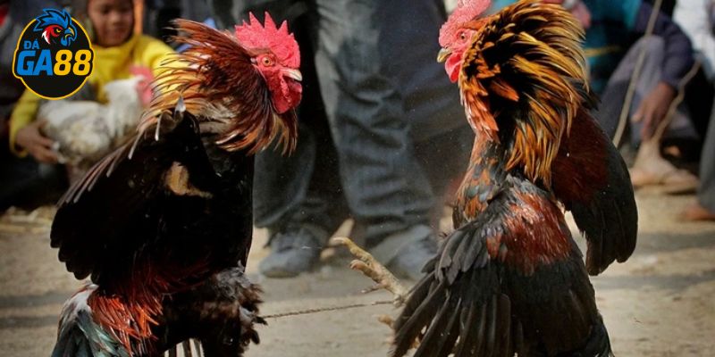Cá cược đá gà trực tiếp là loại hình giải trí thu hút