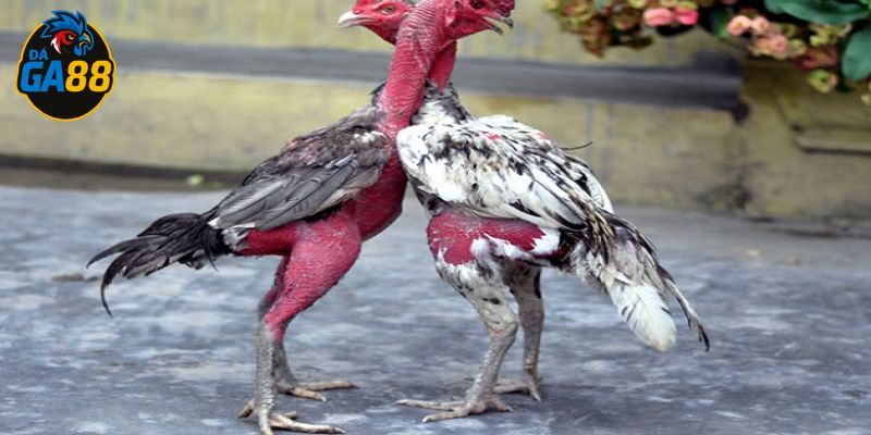 Gà sở hữu vảy huyền trâm có lối đá thông minh