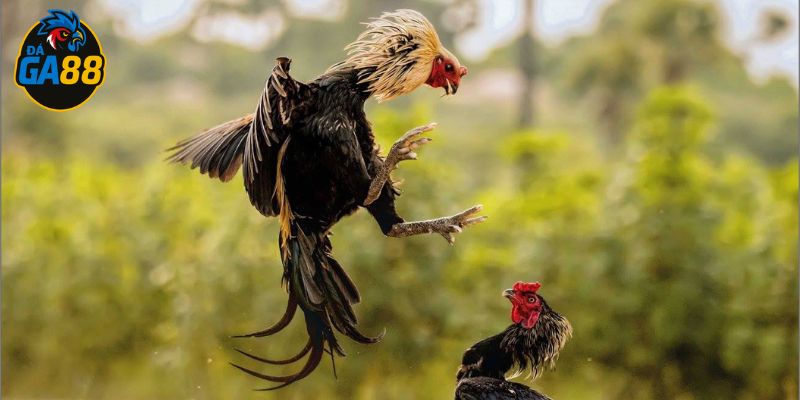 Không phải gà nào có vảy huyền trâm cũng là thần kê