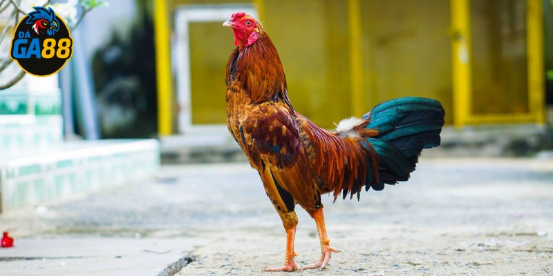 Vảy gà vấn cán thường nằm gần sát khu vực cựa
