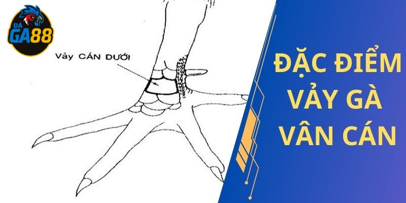 Vảy vấn cán khiến gà dễ mất thăng bằng