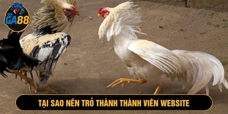 Ga88 kết hợp cùng s128sabong cho trận đá gà đỉnh cao
