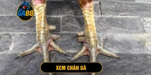 xem chân gà