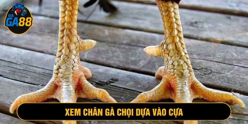 Xem chân gà dựa vào cựa giúp dự đoán chính xác