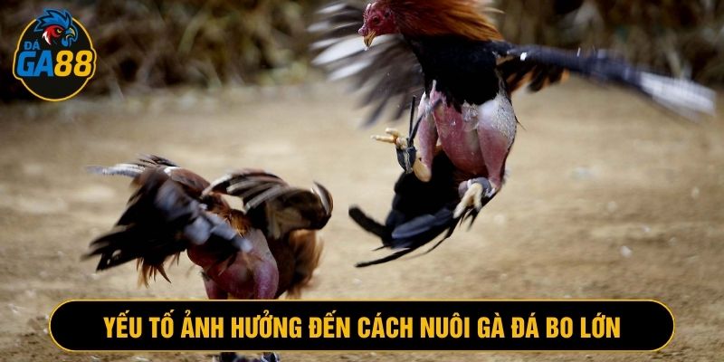 Tập luyện là yếu tố thiết yếu để gà chịu đòn khỏe, đá mạnh